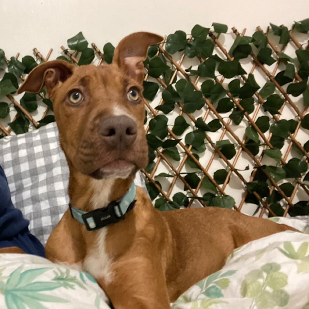 Photo of Bow 