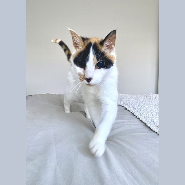 Photo of Jade