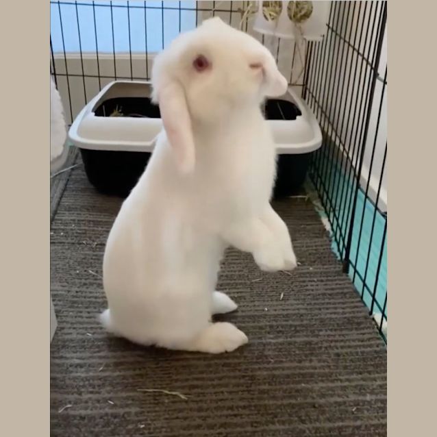 Miss Lola - Female Mini Lop Rabbit in VIC - PetRescue