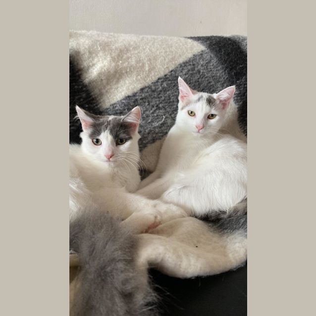 Photo of Peppa And Peanut