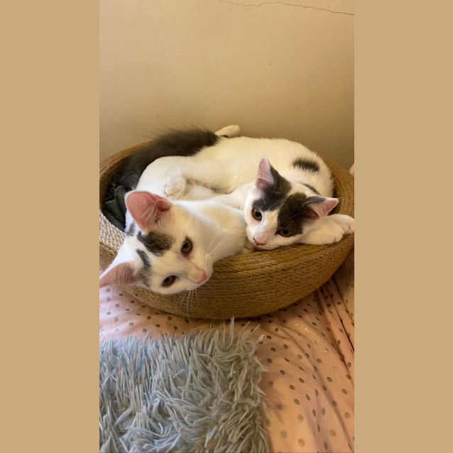 Photo of Peppa And Peanut