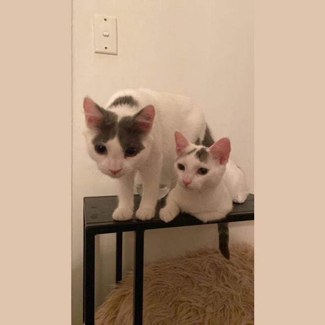 Photo of Peppa And Peanut