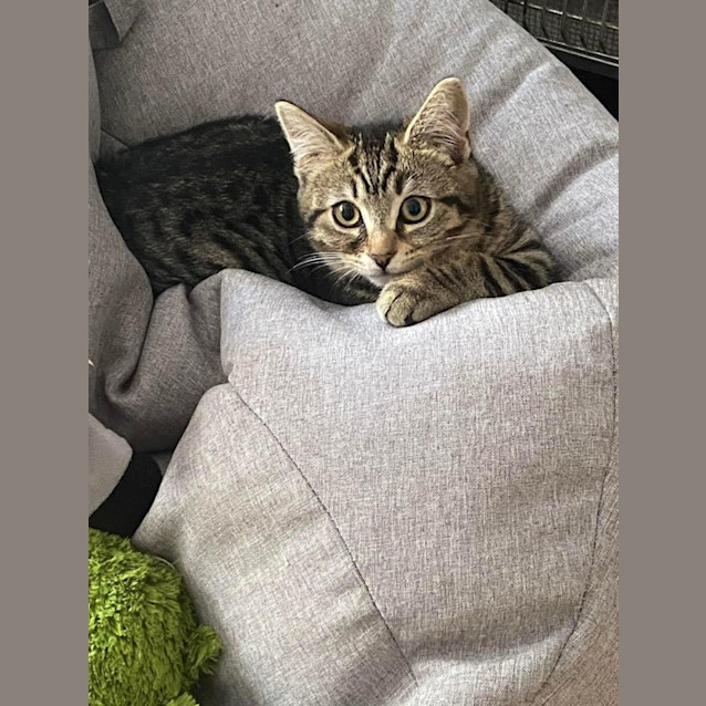 Photo of Tigger