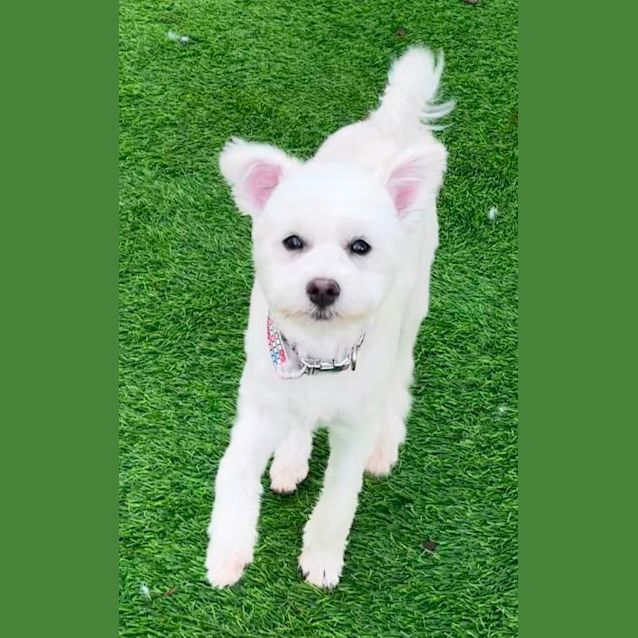 Photo of Lily