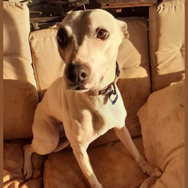Photo of Maple