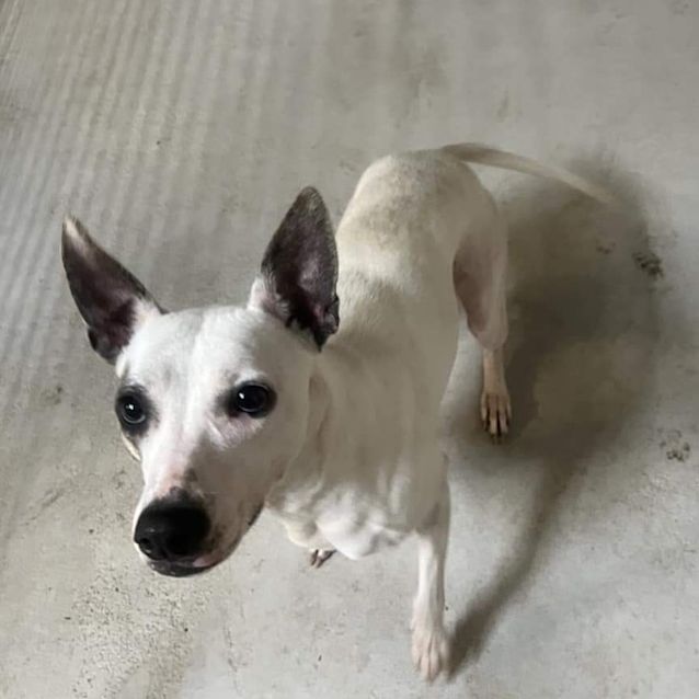 Photo of Maple
