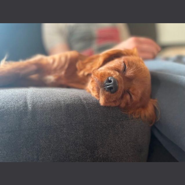 Photo of Ace