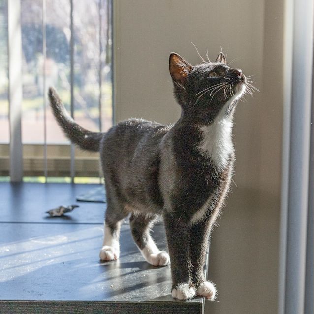 Photo of Skipper