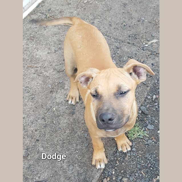 Photo of Dodge