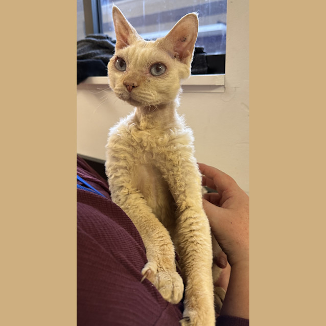 Photo of Atlas