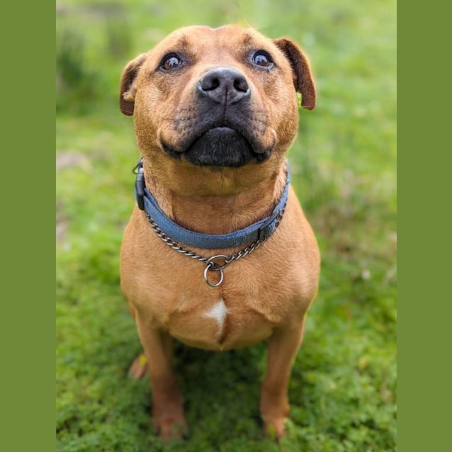 Photo of Red Dog