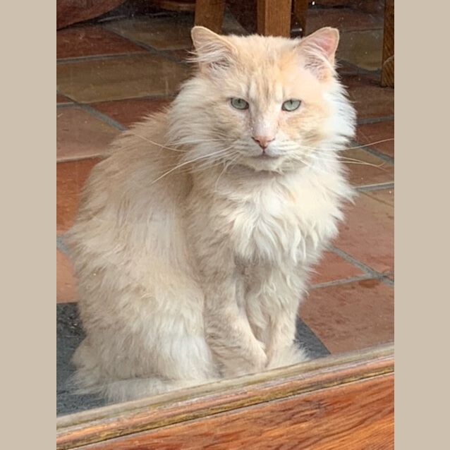 Photo of Ross