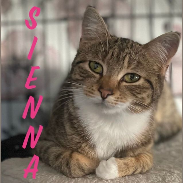 Photo of Sienna 