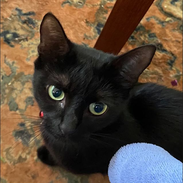 Photo of Midnight