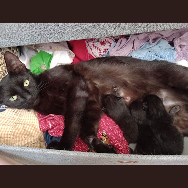 Photo of Midnight