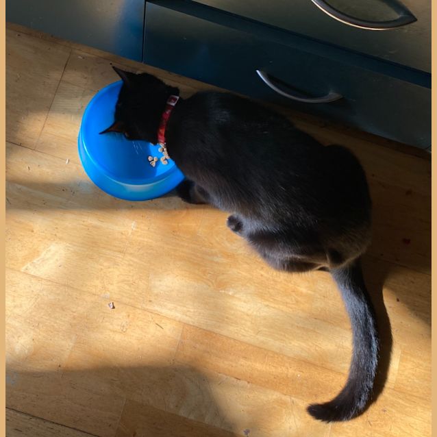 Photo of Midnight