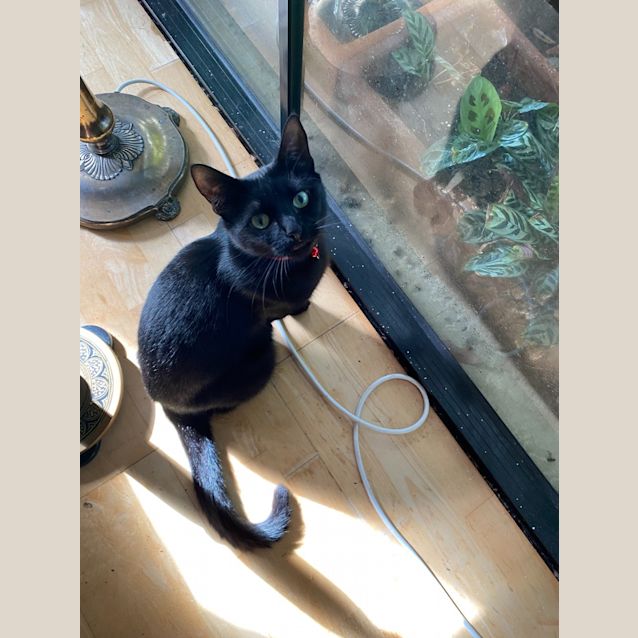 Photo of Midnight