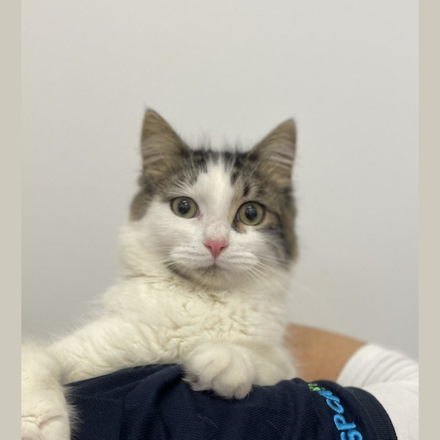 Photo of Finnegan