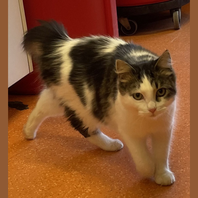 Photo of Finnegan