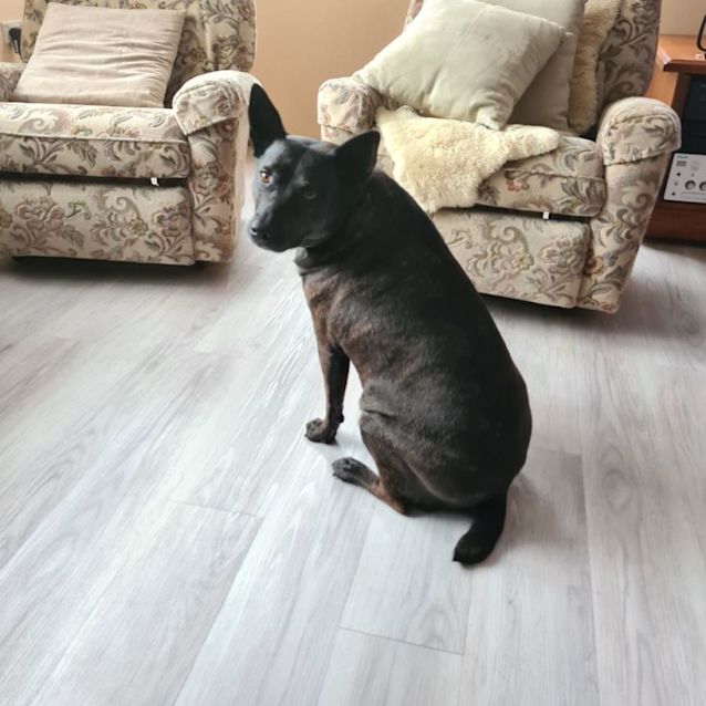 Photo of Saffy