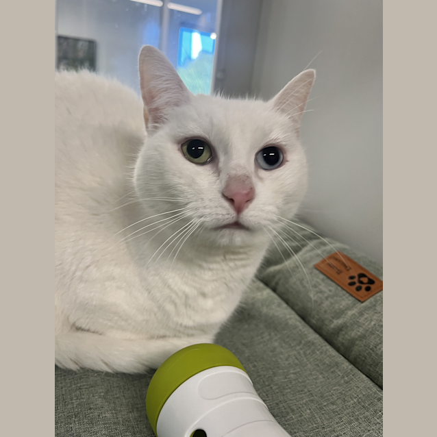 Photo of Luna