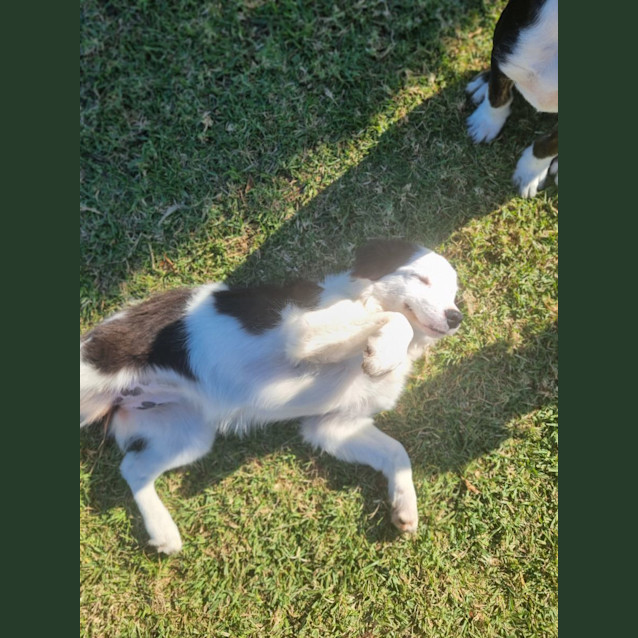 Photo of Tora   4 Month Old Border Collie (Trial)