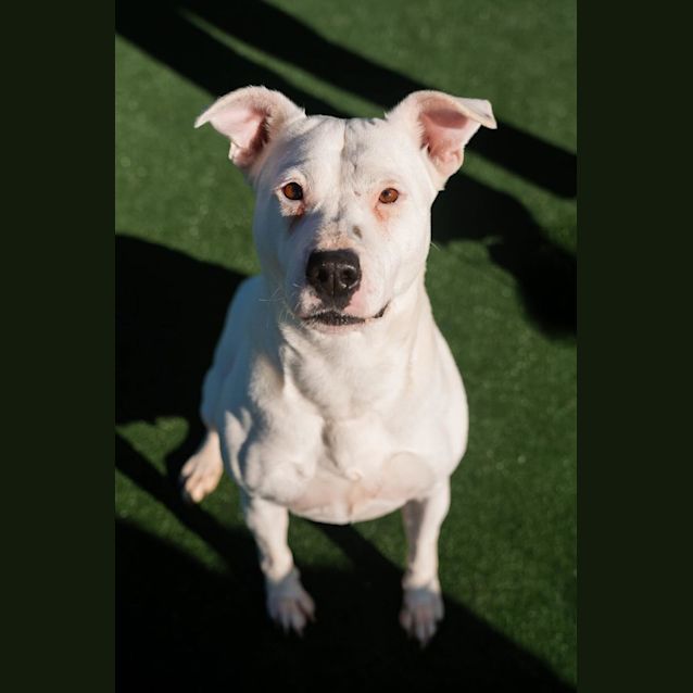 Photo of Winter Imp 378