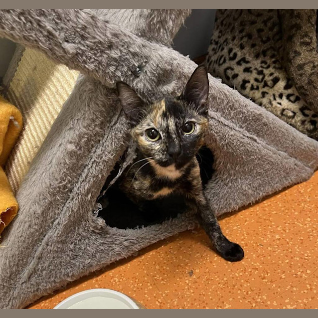 Photo of Stella