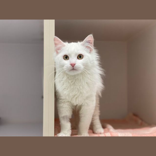 Photo of Jumbo