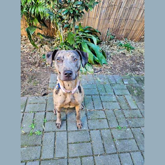Photo of Charlie   1.5 Year Old Catahoula X (Trial)