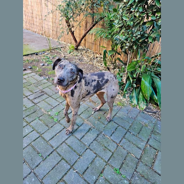 Photo of Charlie   1.5 Year Old Catahoula X (Trial)