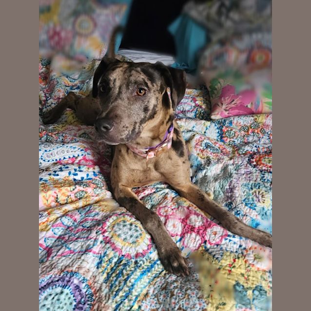Photo of Charlie   1.5 Year Old Catahoula X (Trial)