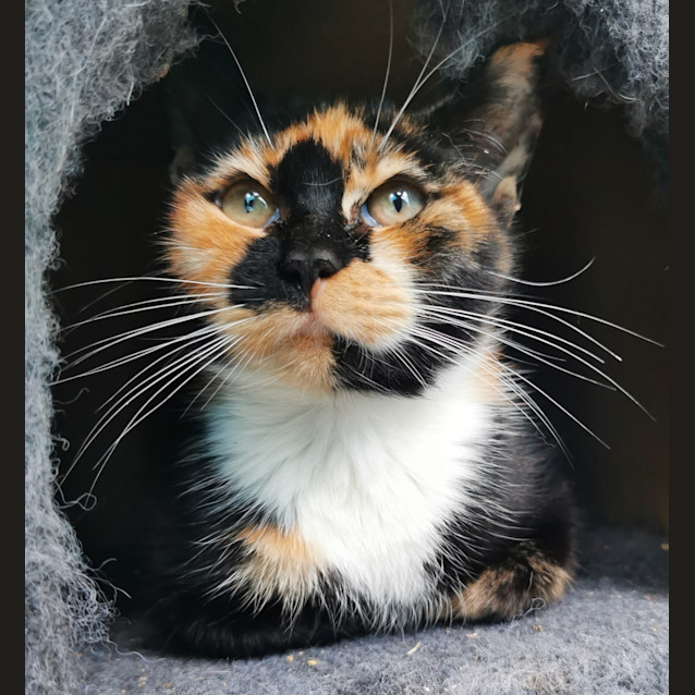 Photo of Bellatrix