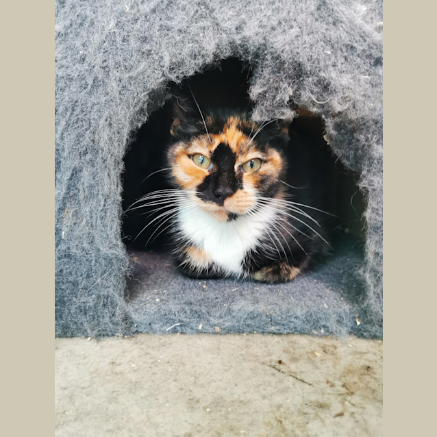 Photo of Bellatrix