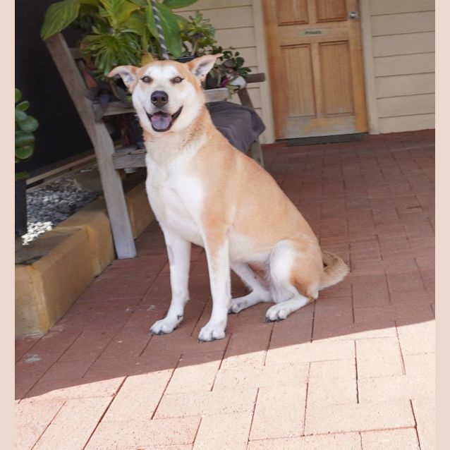 Photo of Indi