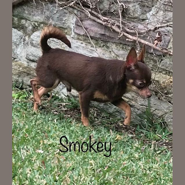 Photo of Smokey