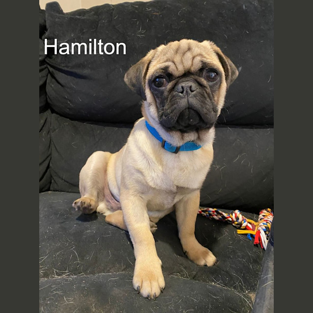 Photo of Rocco And Hamilton