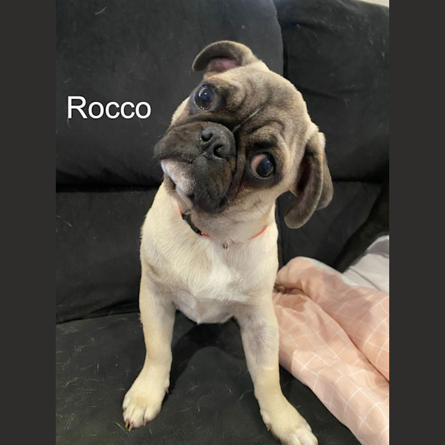 Photo of Rocco And Hamilton