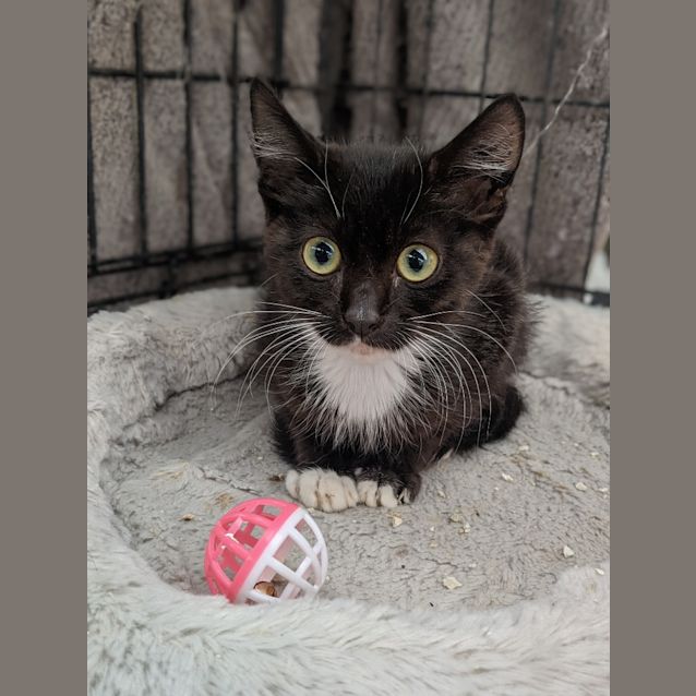 Photo of Mushroom Magee