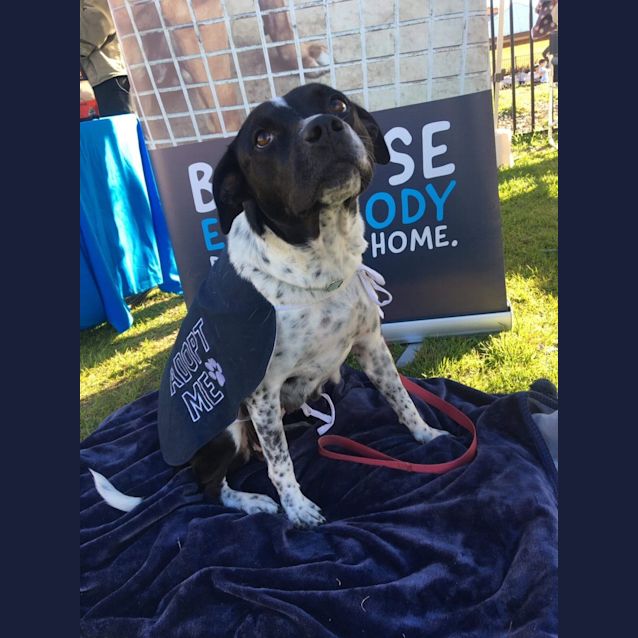 Photo of Oreo   2 Year Old Cattle Dog X (Trial)