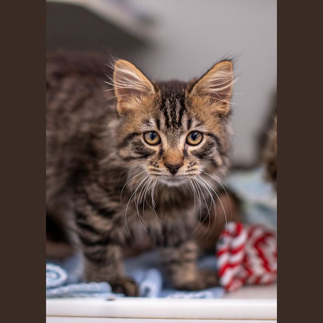Photo of Gandalf The Grey