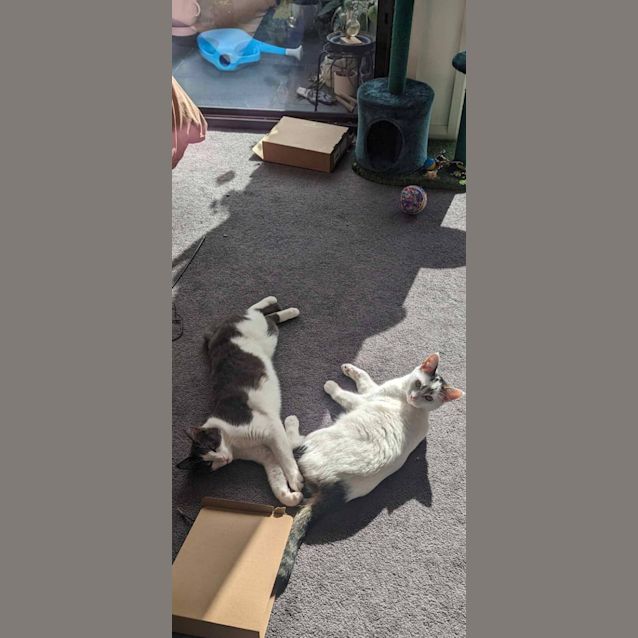 Photo of Herb & Dunkin