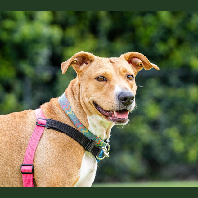 Photo of Prada