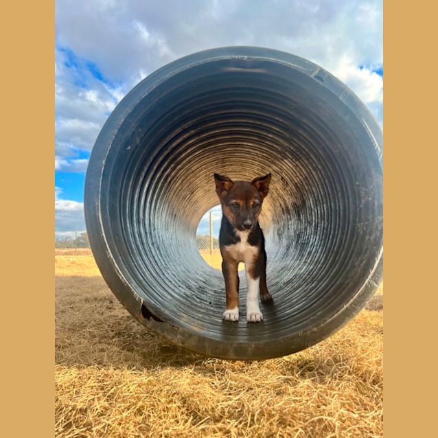 Photo of Tyson