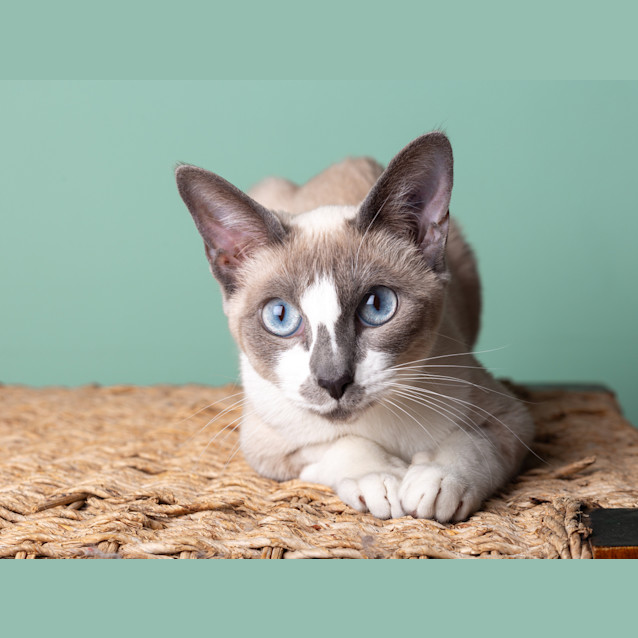 Photo of Violet