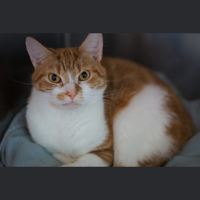 Photo of Griffin