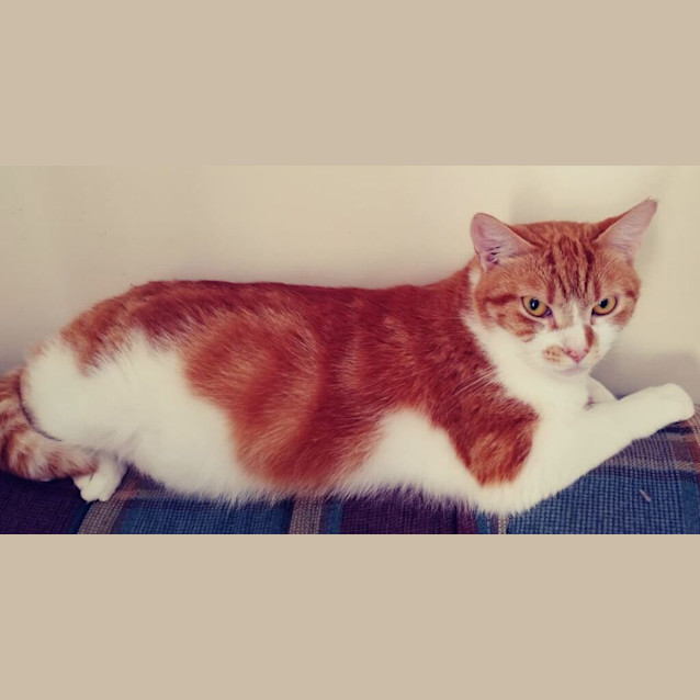 Photo of Griffin