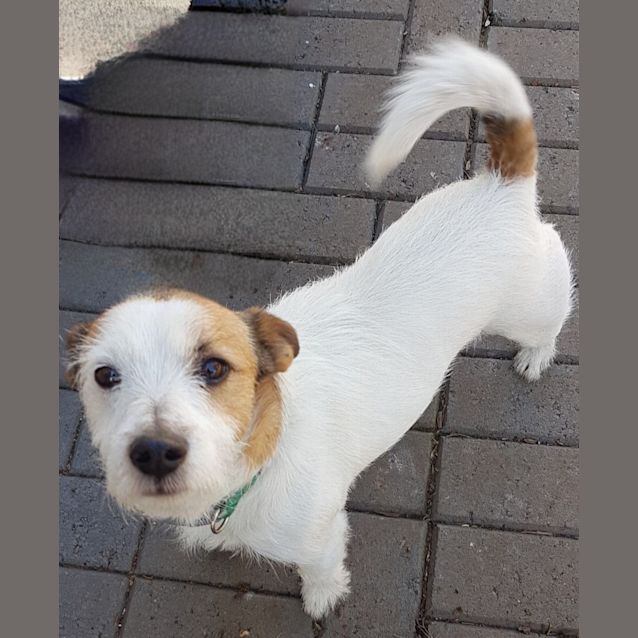 Photo of Dumbledoor (Dumbles)