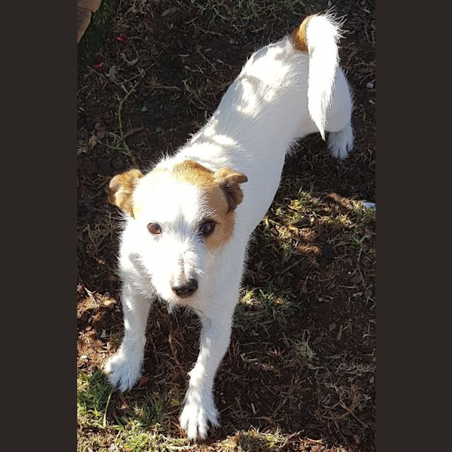 Photo of Dumbledoor (Dumbles)