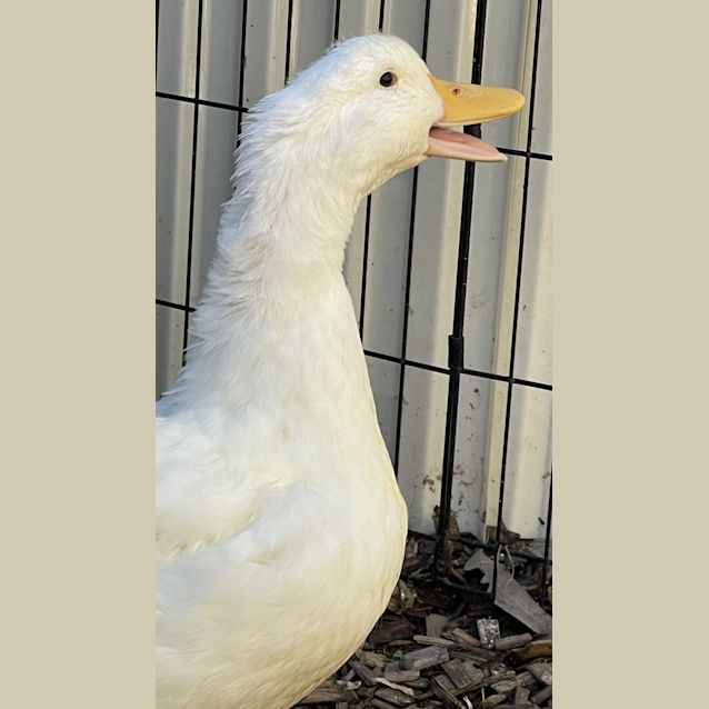 Photo of Fuzzling